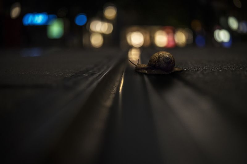 Улиткаphoto preview