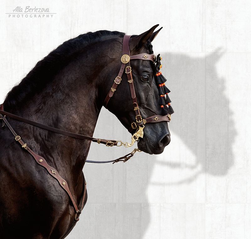 лошадь,  horse ***photo preview