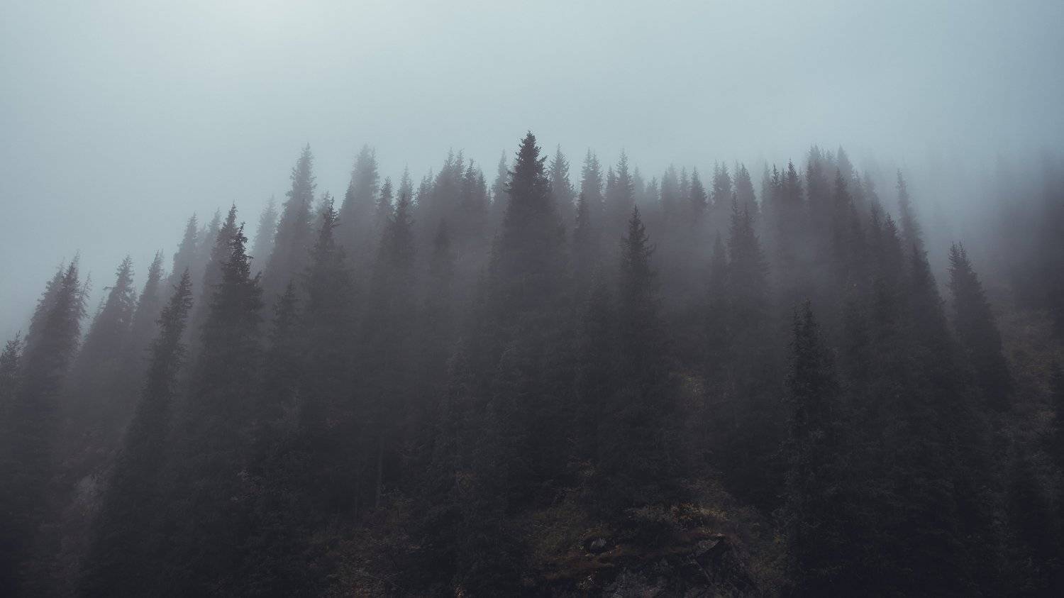 лес, пейзаж, туман, горы, природа, ущелье, облака, погода, Василий Шумкин