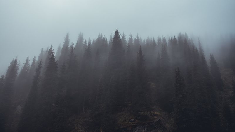 лес, пейзаж, туман, горы, природа, ущелье, облака, погода Стенолесphoto preview