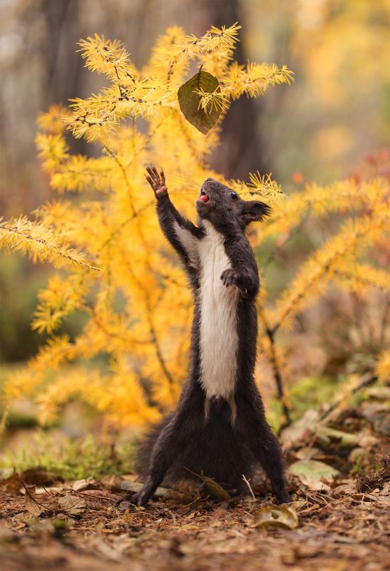 якутия, нерюнгри, белка До свидания, лето...! фото превью