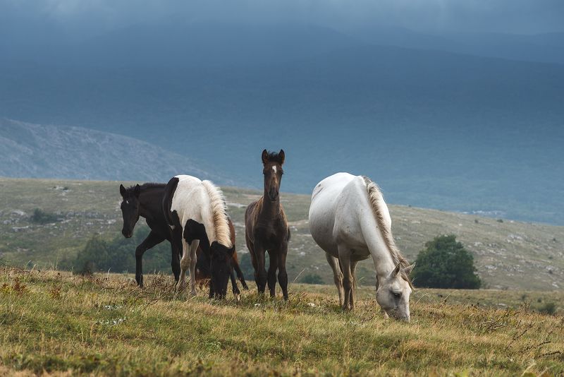 Лошади на Долгоруковской яйле, Крым.photo preview