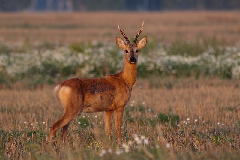 Утро косулиноеphoto preview