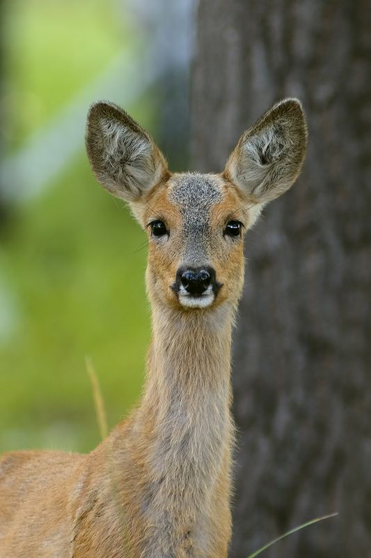 бембикphoto preview