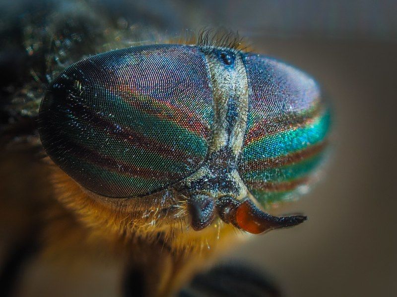 глазкиphoto preview