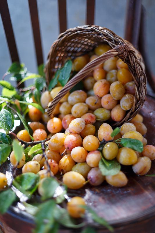 Сливовая пораphoto preview