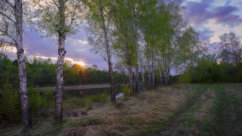 май,вечер,закат,берег реки,березы, молодая листва,may, evening, sunset, river bank, birch, young foliage, Майская листва.photo preview