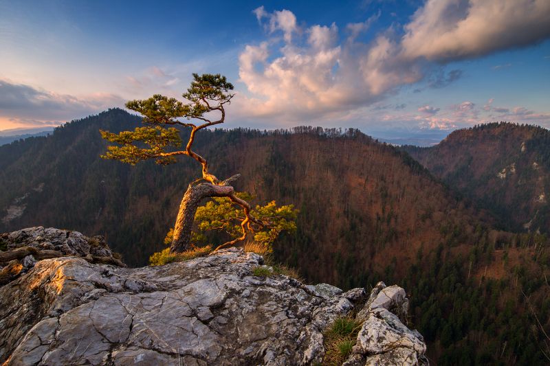 pieniny,sokolica,national park,pieninski park narodowy,pieniny national park,landscape,krajobraz,poland,tatry,tatras,sunset, Sokolica nad ranemphoto preview