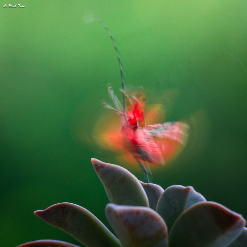 Dancing queenphoto preview