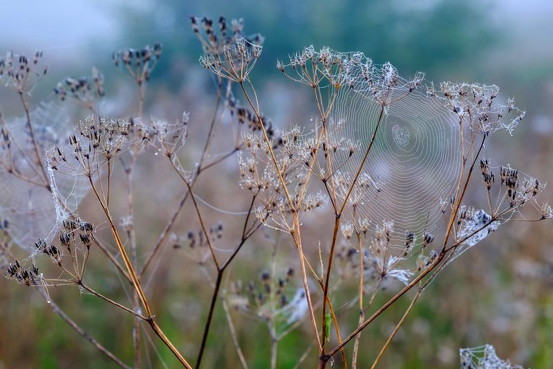 кружева, природа, паутина, утро, лето, туман, роса Кружеваphoto preview