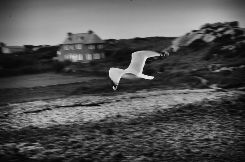 черно-белое ч/б жанр птицы Birdsphoto preview