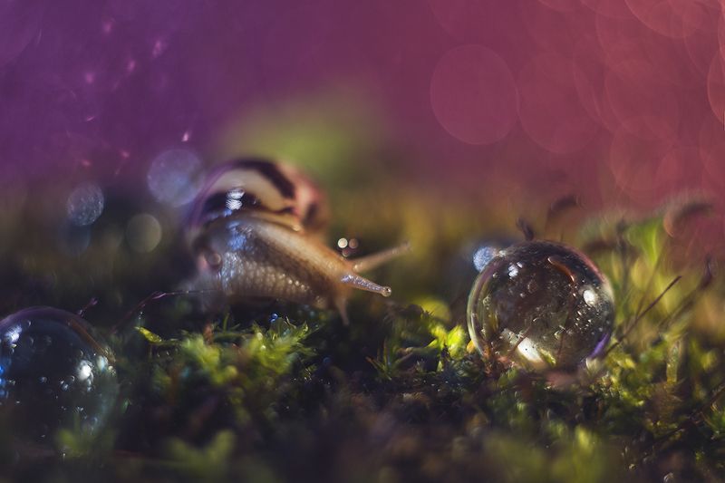 Макро, макросъемка, макрофотография, улитки, лес, природа, мох Розовое боке.photo preview