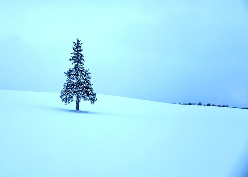 The Christmas tree (Hokaido Japan)photo preview