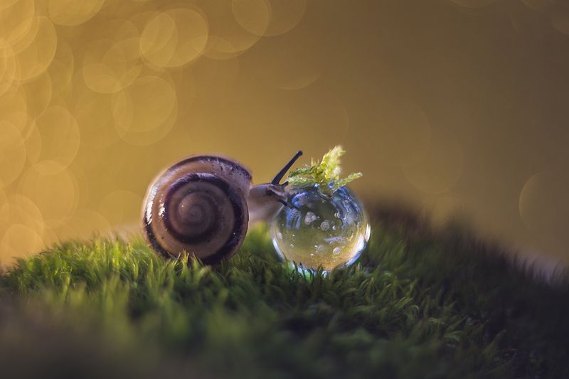 макро, макрофотография, макросъемка, улитка, капли, мох, лес Капля.photo preview