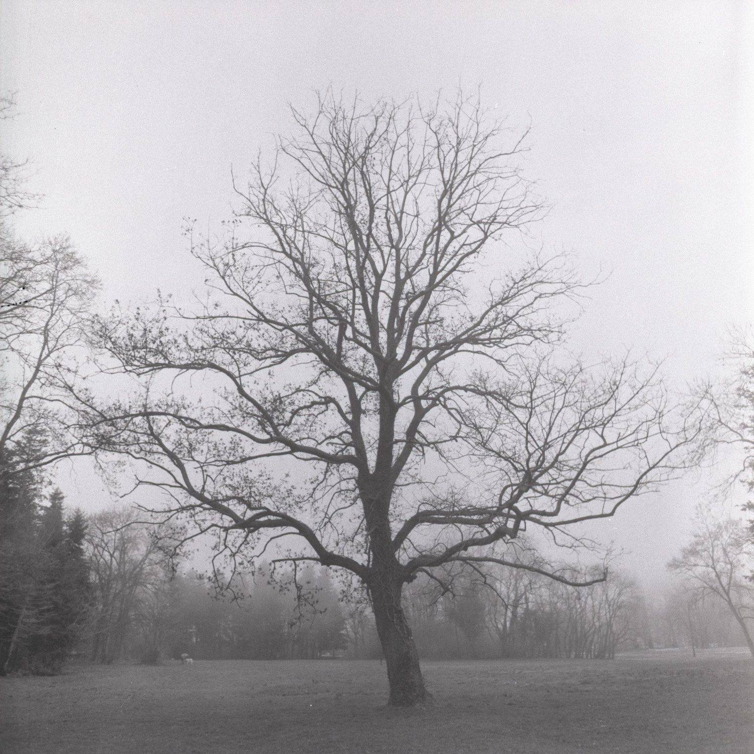 film, пленка, 6x6, средний, формат, middle, format, Evgeny Ivanov