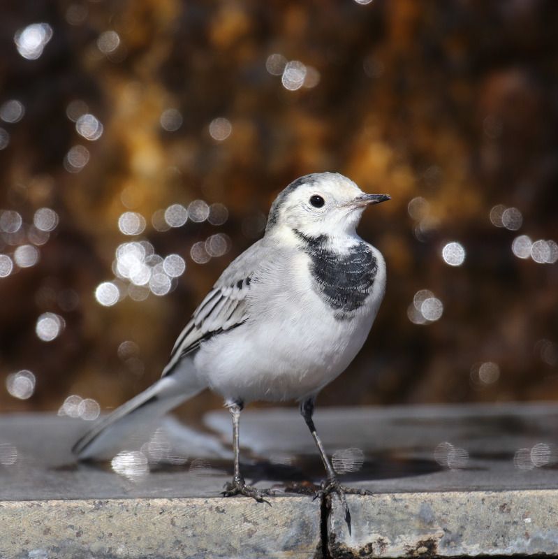 белая трясогузка, motacilla alba, птицы, трясогузка Белая трясогуска. фото превью
