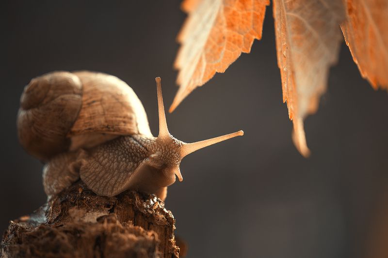 макро, улитки Осенняяphoto preview