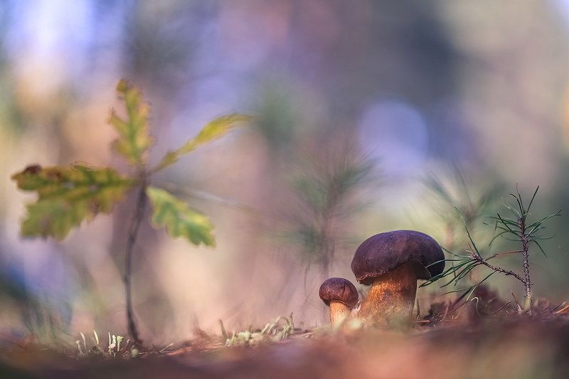 Тихая охотаphoto preview