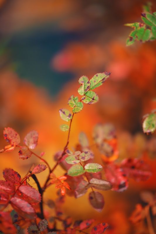 Осеньphoto preview