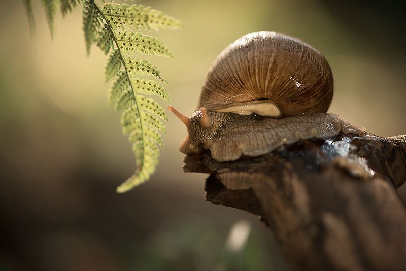 макро, улитки, лес, папоротник В осеннем лесуphoto preview