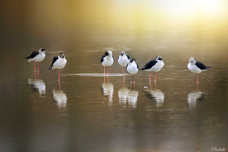Cavalieri d’Italiaphoto preview