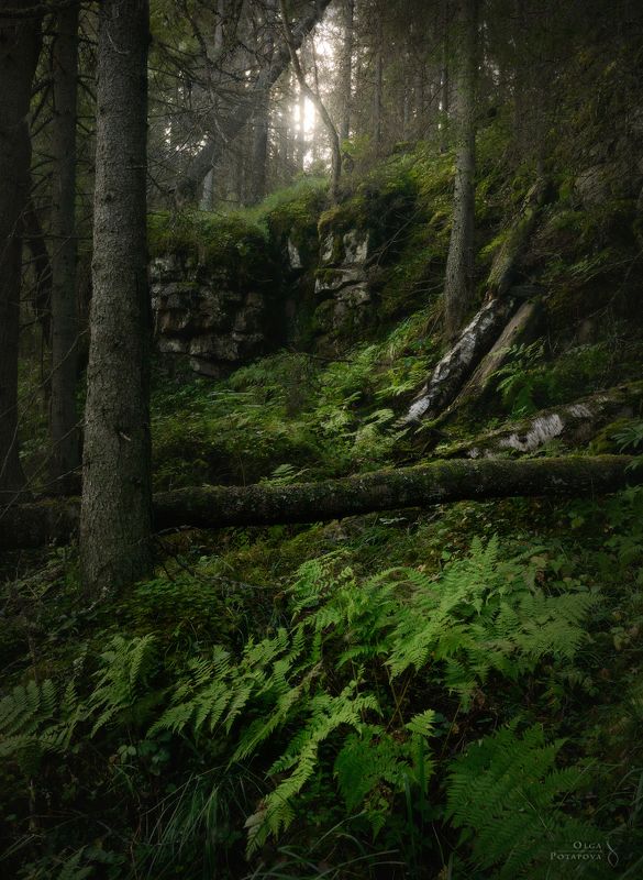 Лабиринты тайгиphoto preview