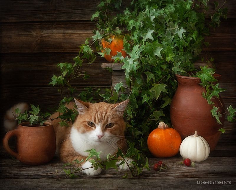 Мой личный кусочек солнышкаphoto preview