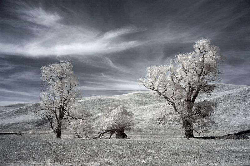 infrared,landscape,canon,canonlens,Oleg_Grachev, Олег_Грачёв, пейзаж, инфракрасный, дерево, небо, IRреальный мир Олега Грачёваphoto preview