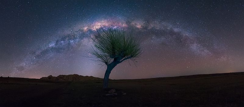 trees Caricias nocturnasphoto preview