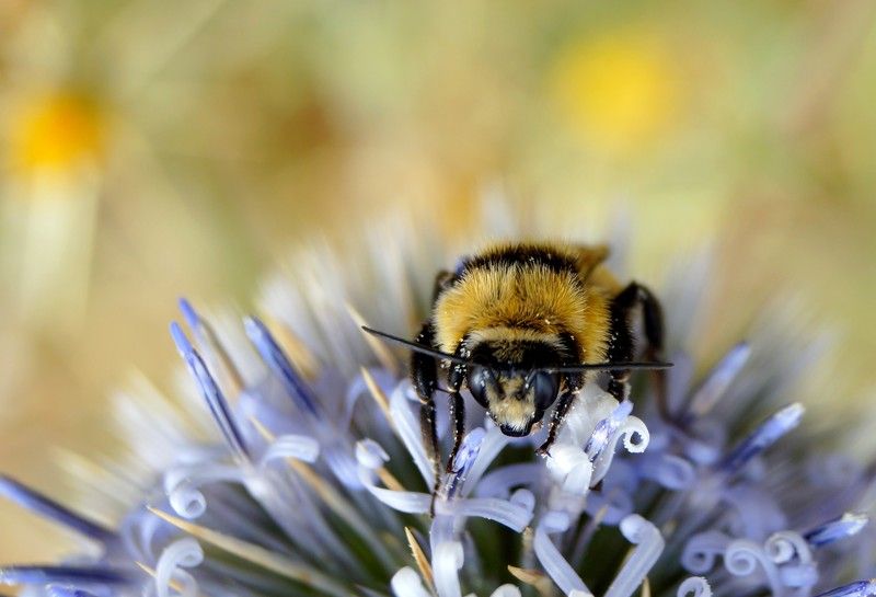 Bee Beephoto preview