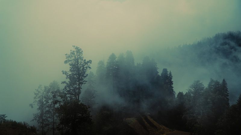 fog, volume, light, forest, tress, myst, shadows, landscape, colors, colorgrade, colorgrading, film, cine, cinematic, sochi, rosa khutor Fog in a forestphoto preview