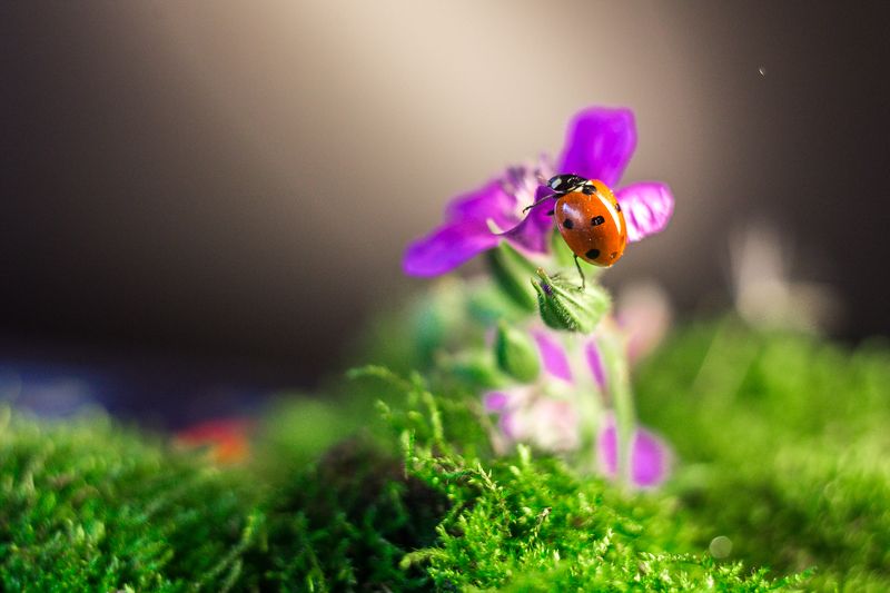 Микромирphoto preview