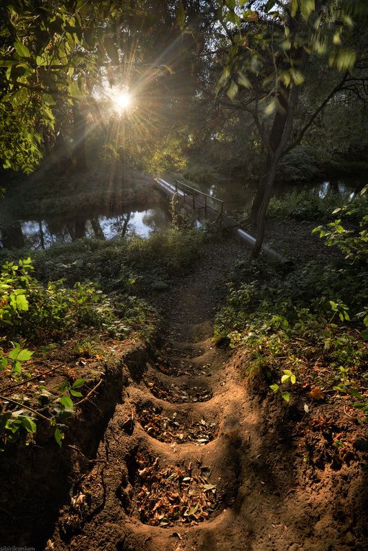 пейзаж осень дебри речка / Подмосковные дебри /photo preview