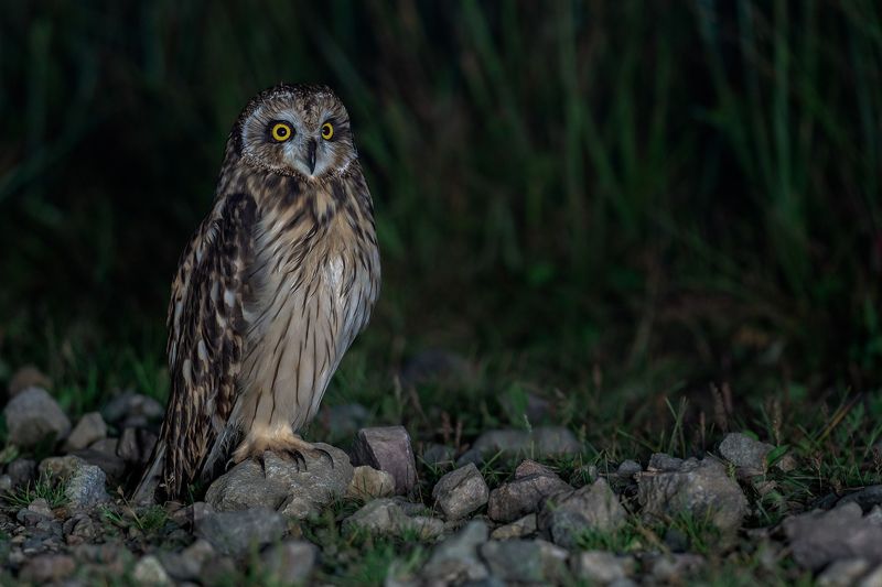 Болотная сова. Ночная хозяйка.photo preview