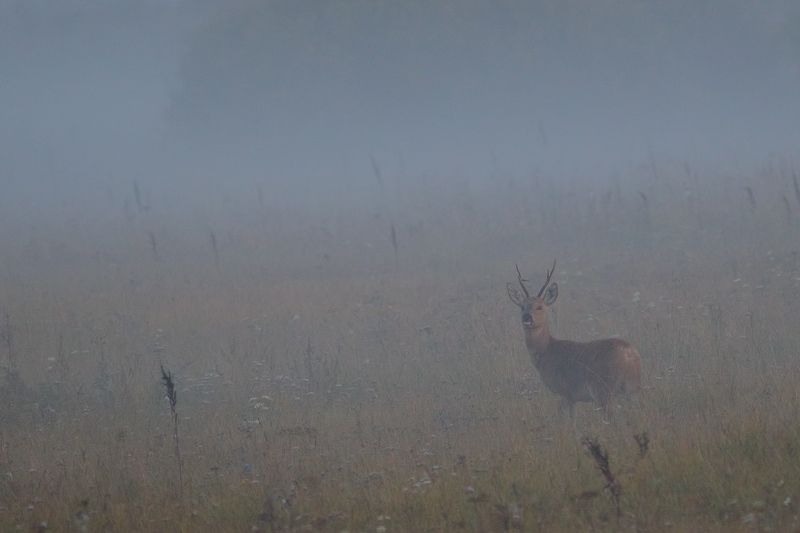про косульphoto preview