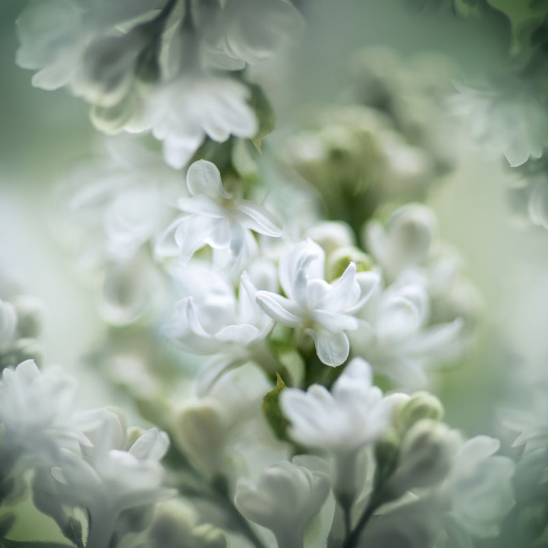 сирень, macro сиреньphoto preview