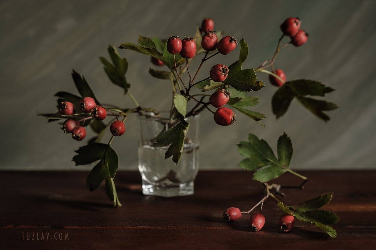 Еще про боярышник или.... Автор: Владимир Тузлай боярышник, стакан, красные ягоды, осень в стакане, Владимир Тузлай