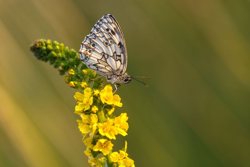 motyl,butterfly,natura,nature,polska,poland,canon,6d, Siedzimy i czekamyphoto preview
