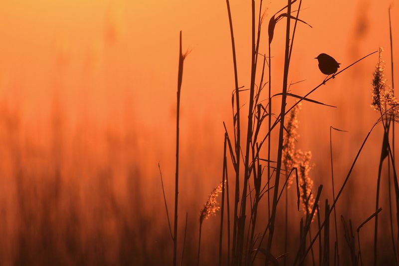 Wild birdsphoto preview