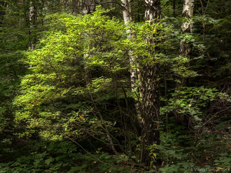 Летом в лесу. Сколевские Бескиды. Карпаты.photo preview
