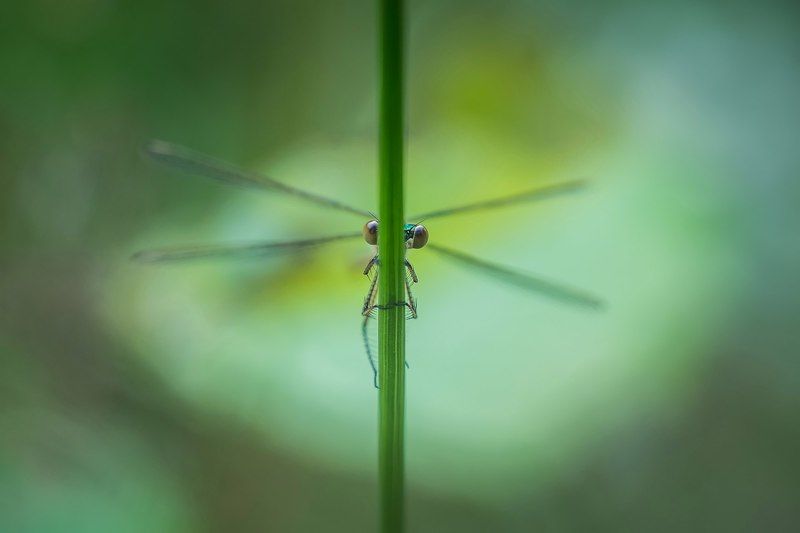 ку-куphoto preview