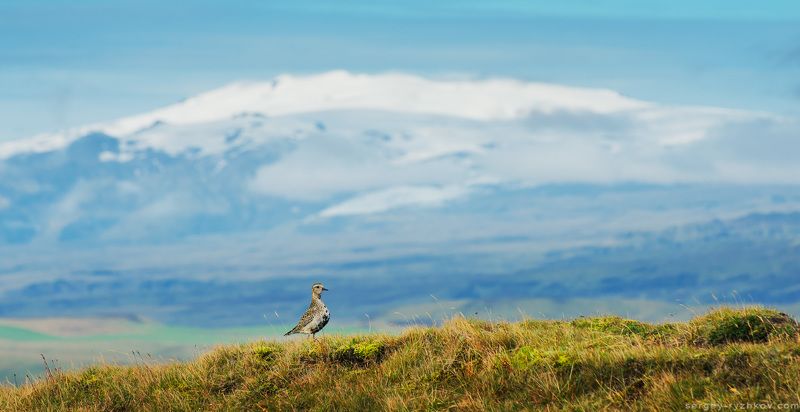 исландия, птицы, ржанка, животные, природа, вулкан, Eyjafjallajökull, iceland, bird, golden plover, Ржанка и вулкан Eyjafjallajökullphoto preview