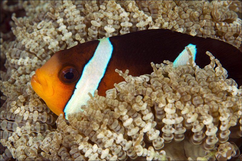 anemone, bali, indonesia, underwater, clown fish photo preview