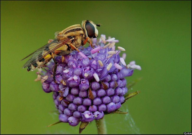 макро, природа photo preview