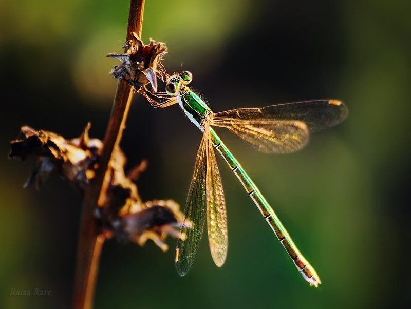 изумрудик, raisa rare, rare, стрекоза, насекомое, лето, зелёный, Изумрудик.photo preview