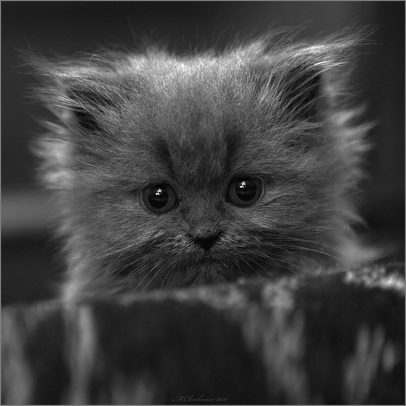 кот Чертикphoto preview