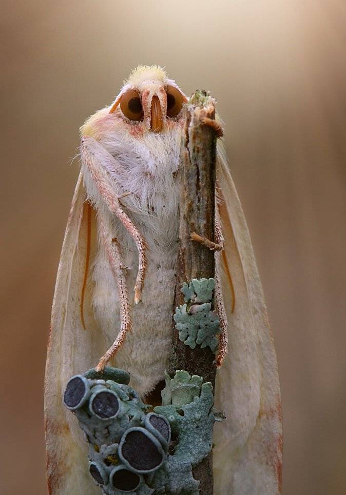 бабочка, Сергей Таланов