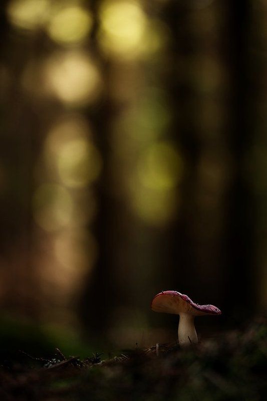 сыроежка, гриб сыроежка в сумеркахphoto preview