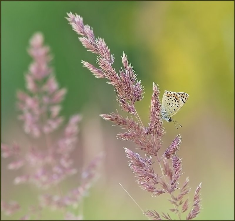 Июльским вечерком.photo preview
