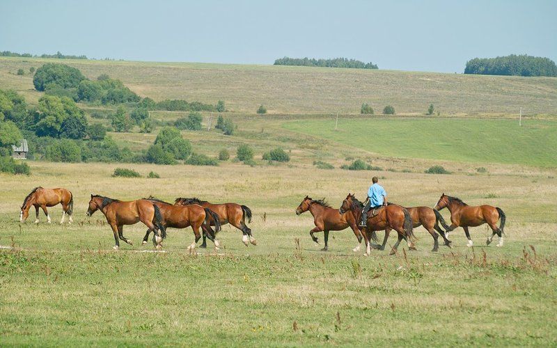 Владимирский тяжеловоз фото превью